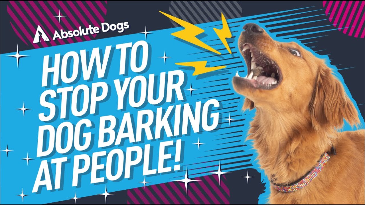 Stop Dog Barking Image 2