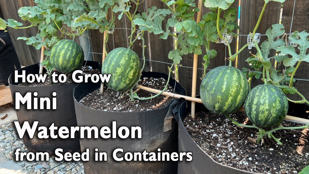 Watermelon Plants in the Garden