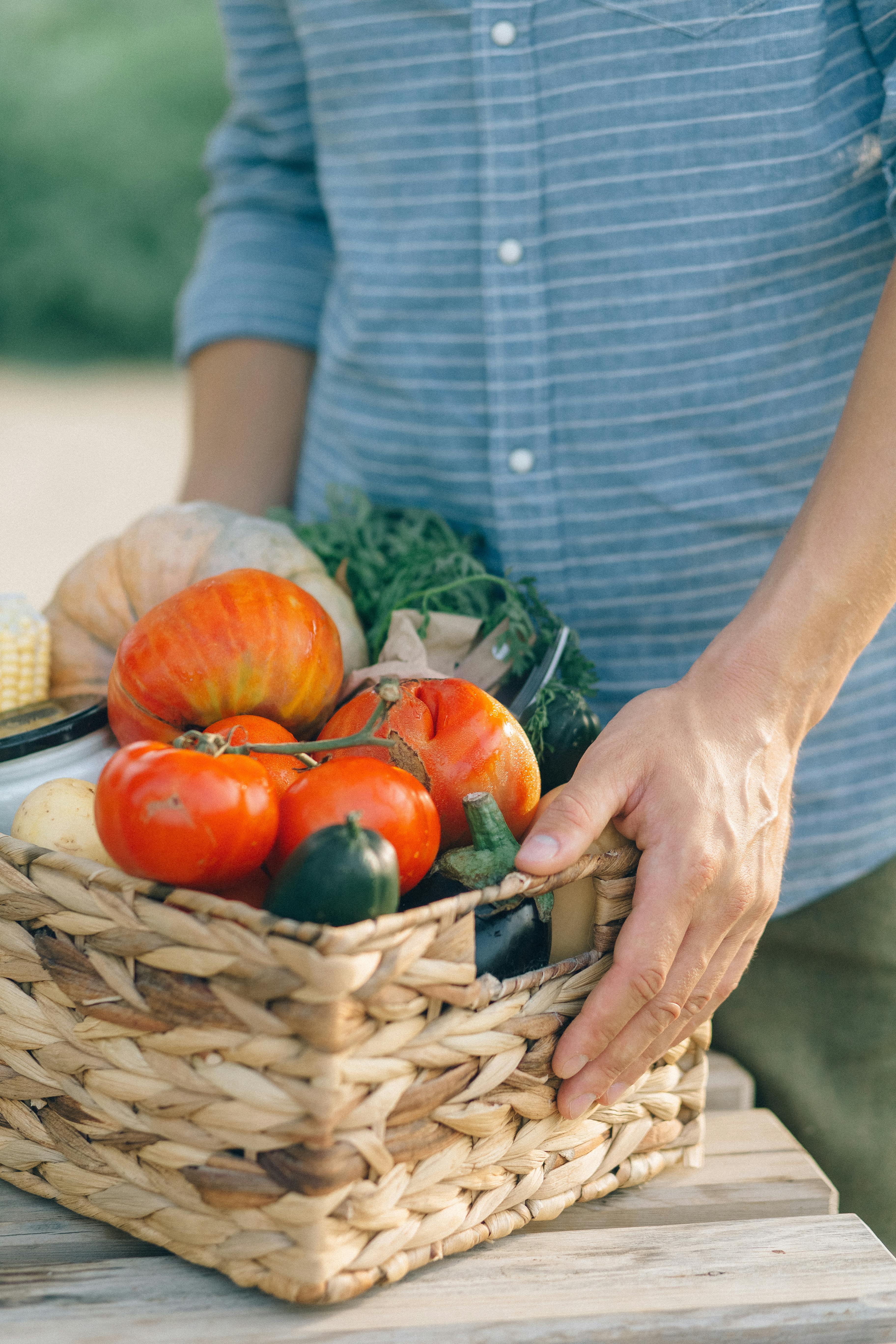 Planting Tomatoes