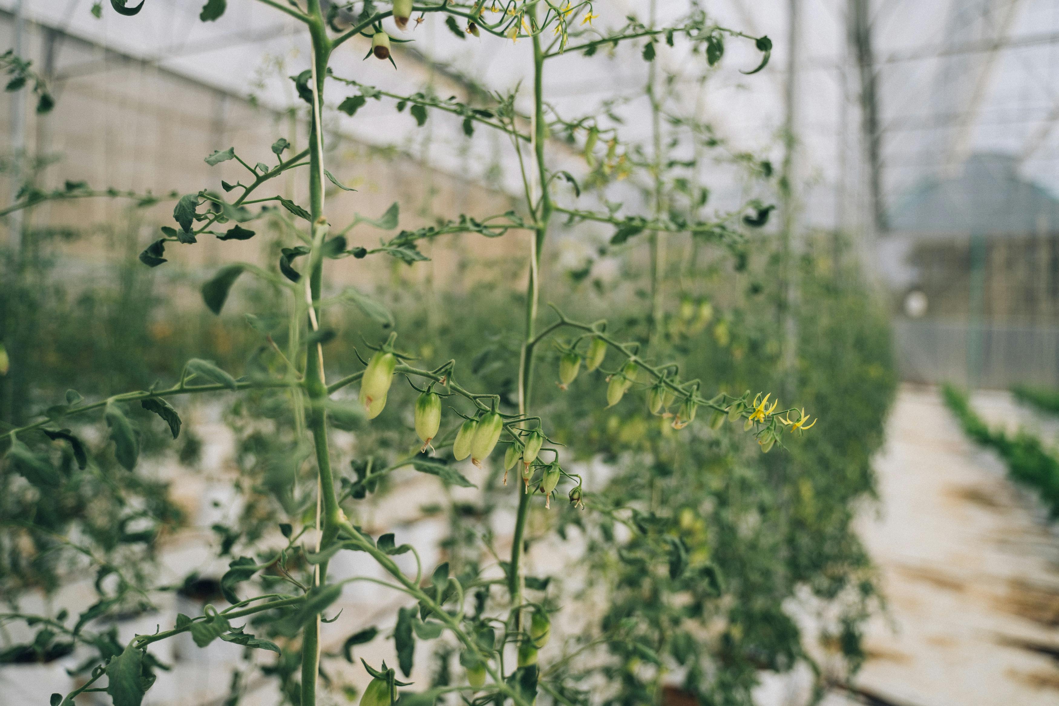 Tomato Growth Stages